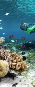 Diver Diving In Sulawesi With Reef And Fish Mobile 1