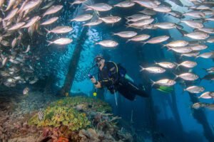 diver watching school of fish with flashlight in hand