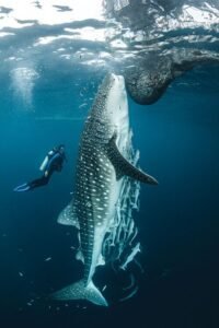 Diver With Whale Shark Looking Up In Triton Bay Sea