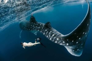 snorkeler with whaleshark