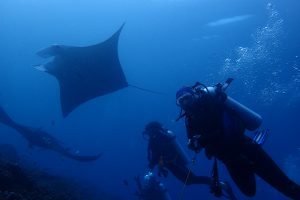 Yopi.manta .divers Scaled