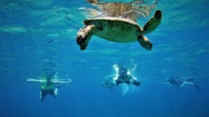 Turtle Snorkeling