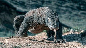 10. Komodo