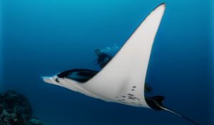 raja ampat liveaboard