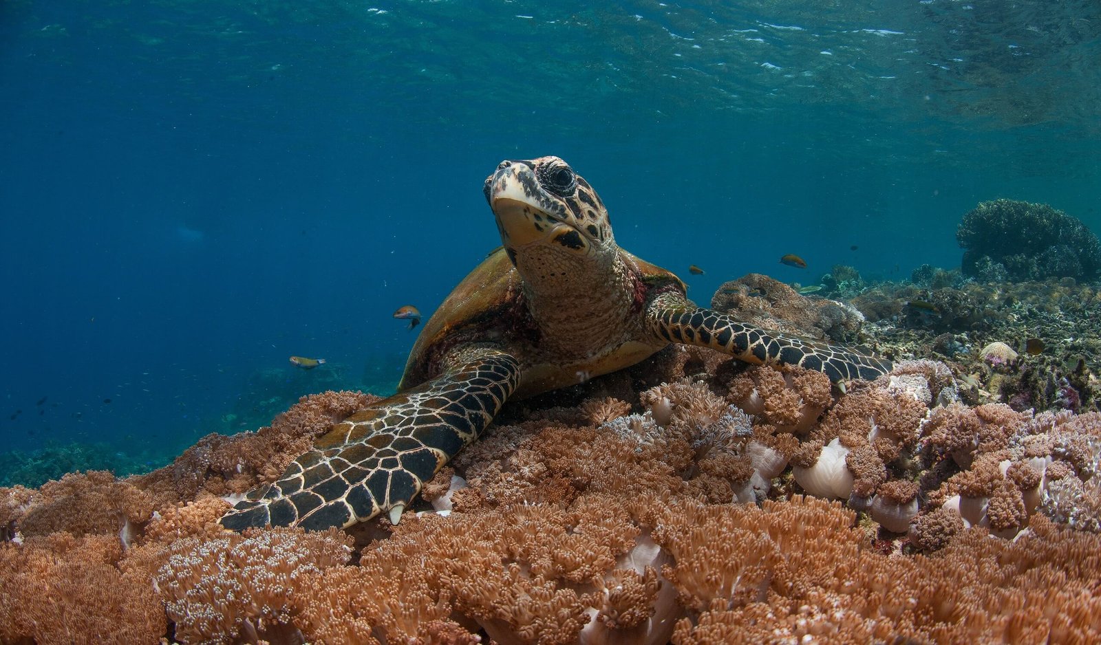 Raja Ampat Diving in October: The Quietest Start to the Season