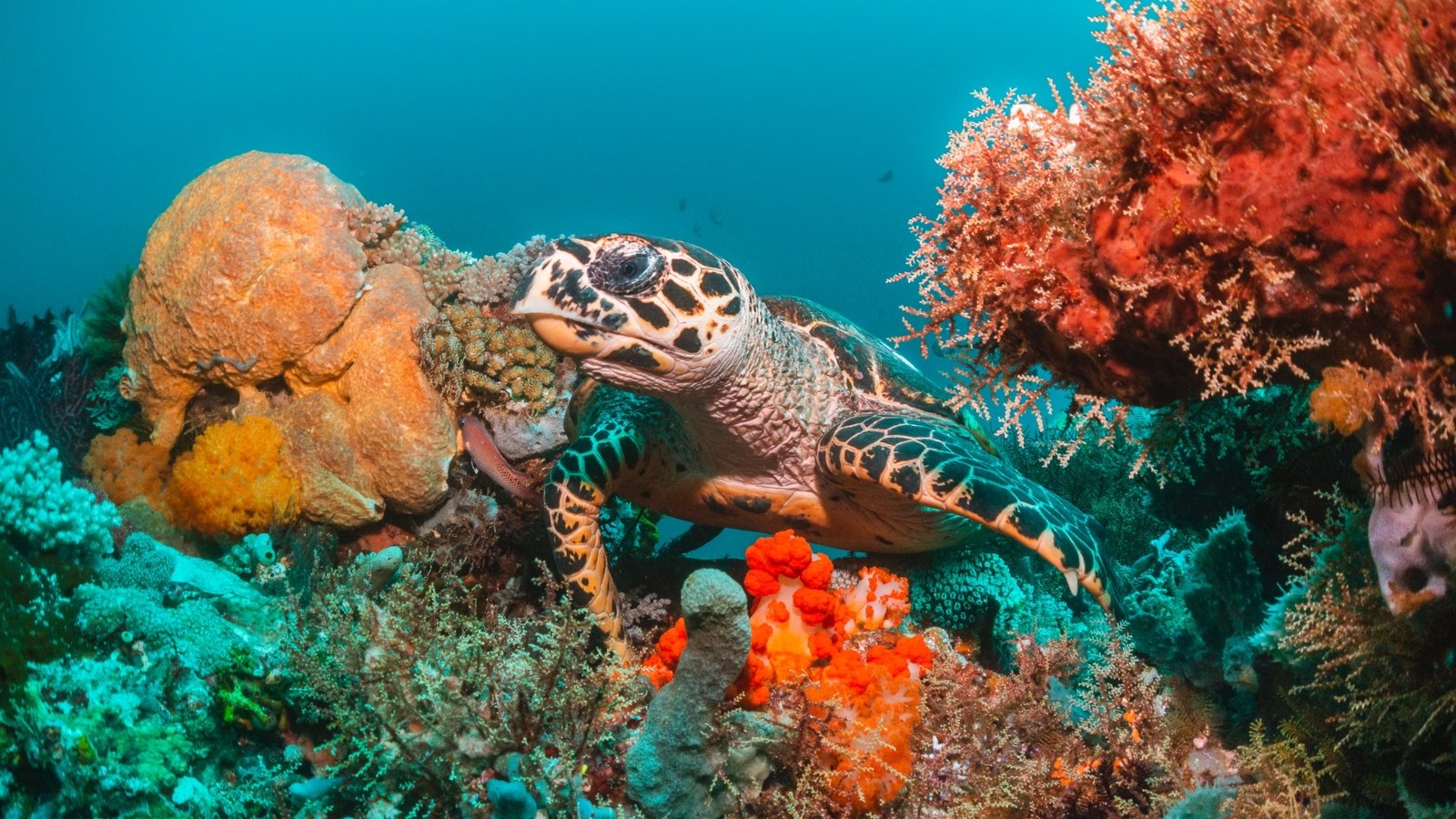 Tatawa Besar, Komodo: Soft Coral Drift Diving