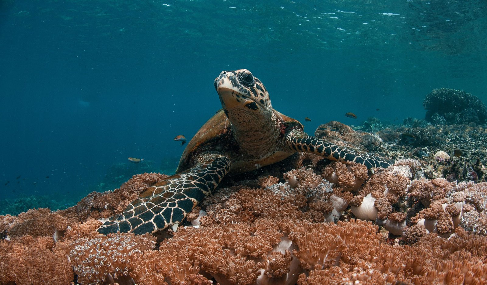 Siaba Besar, Komodo: Turtles and Easy Diving