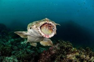 Whale Shark With Pufferfish In It Mouth Adjusted