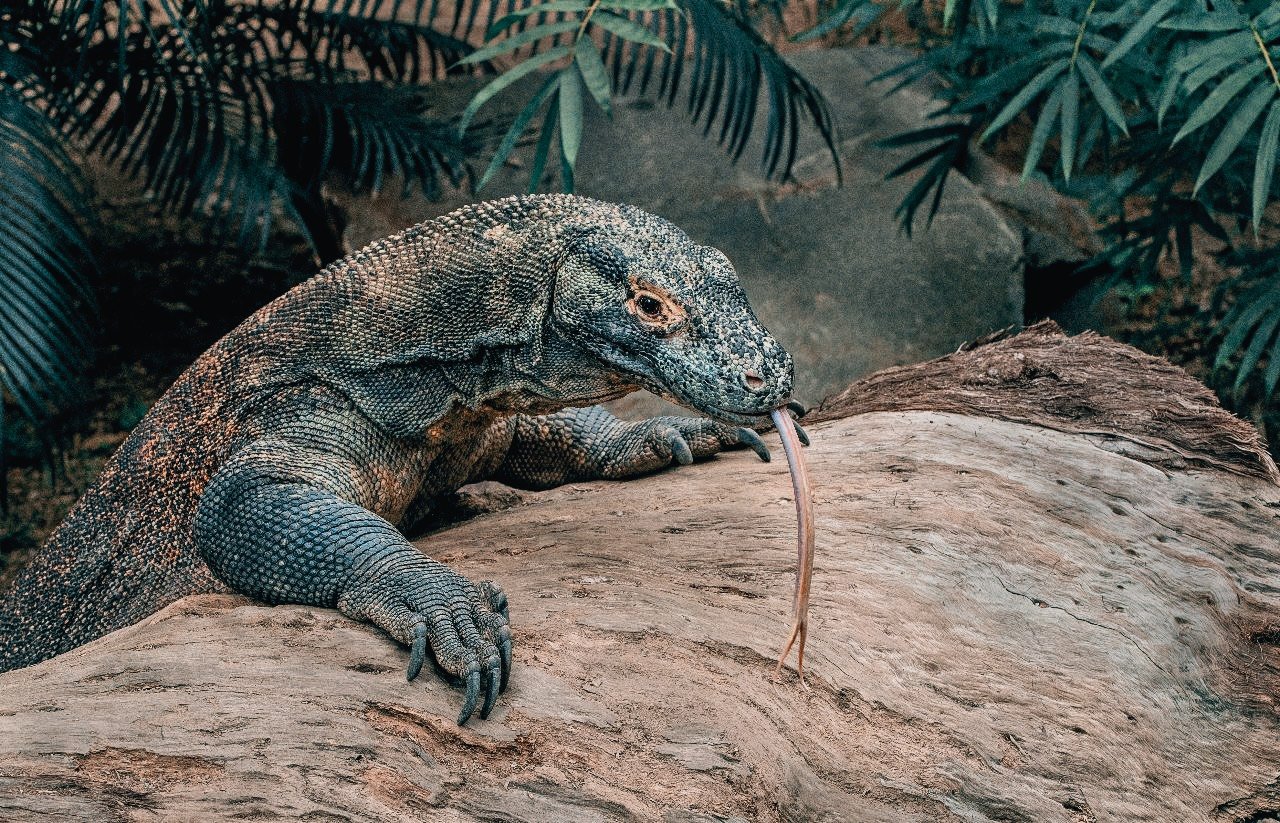 Komodo Dragon