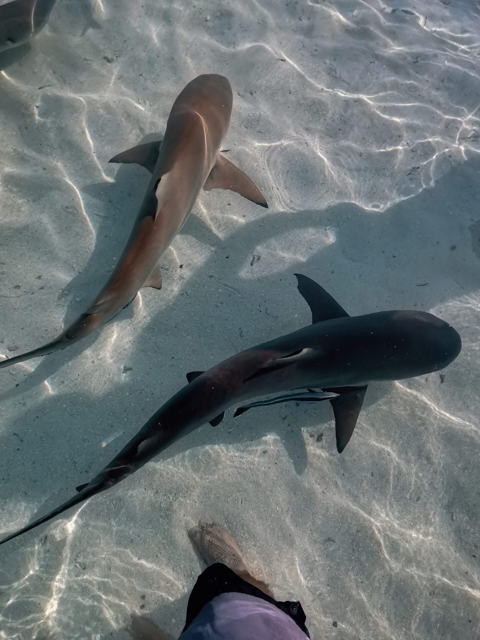Castle Rock, Komodo: The Dawn Dive Worth Waking For