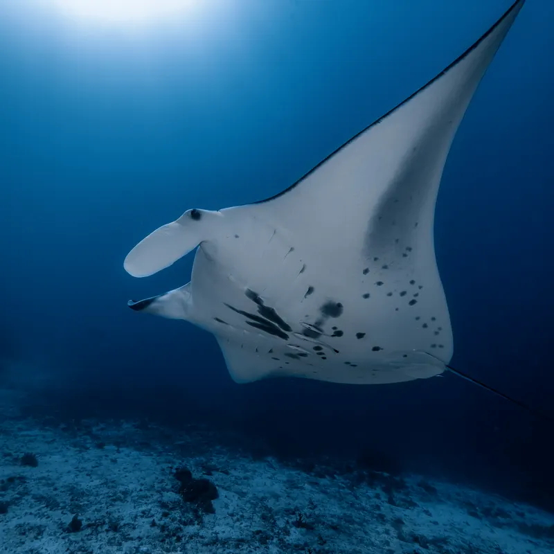 Une raie manta glisse au-dessus du sable à Raja Ampat