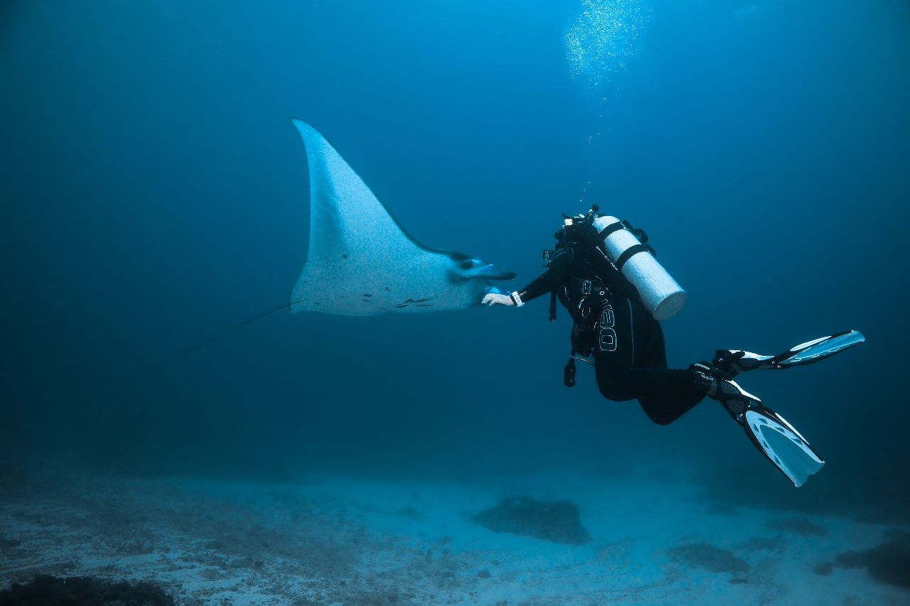 diver with manta ray