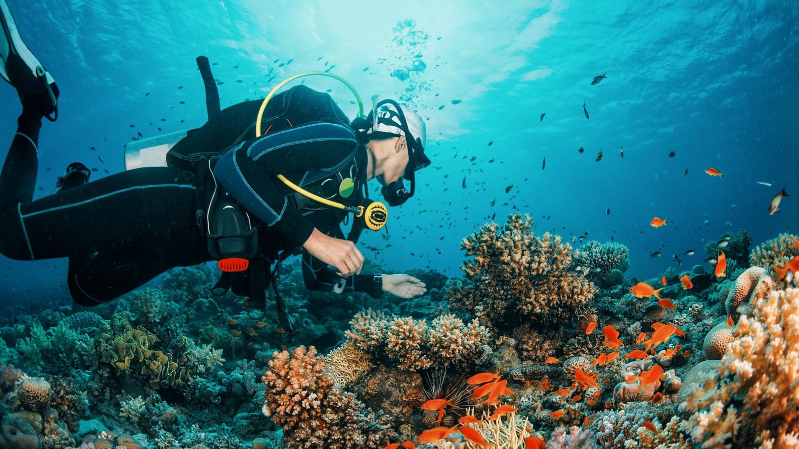 Diver on a coral reef in Raja Ampat
