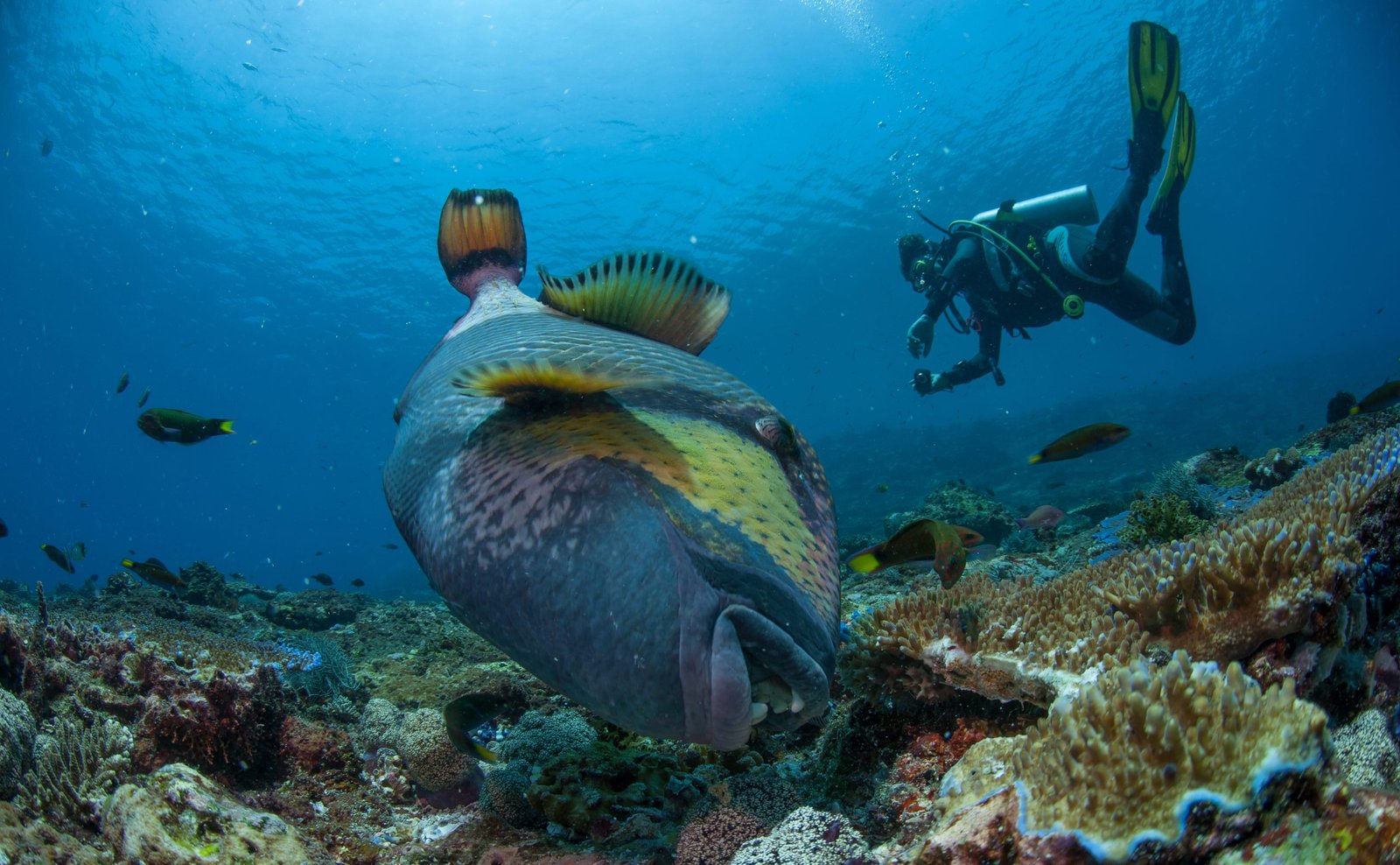 Diver with a Napoleon wrasse in Raja Ampat