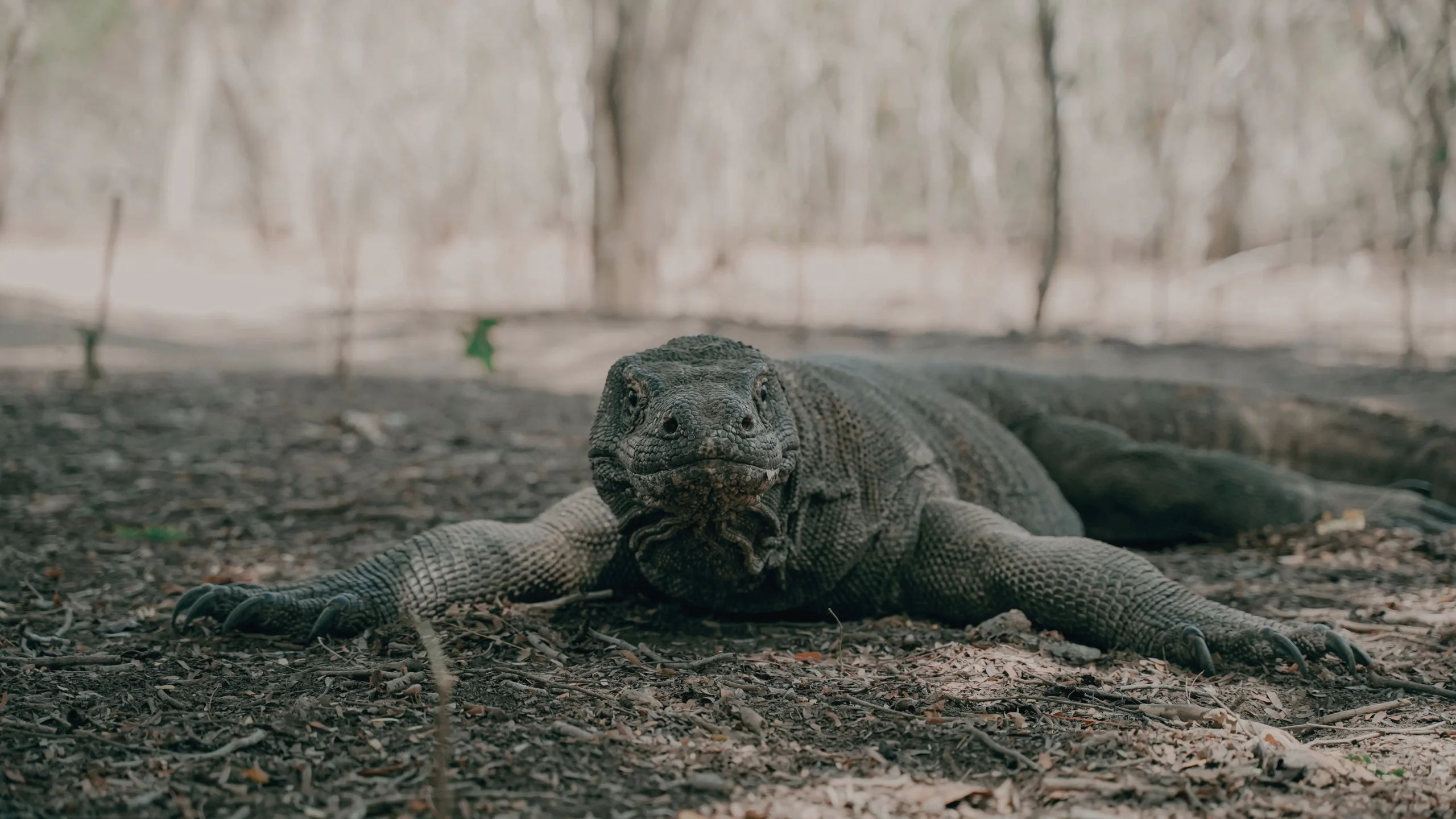 komodo national park